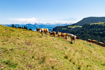 cows in the mountains