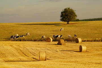 Paysage Campagne 581