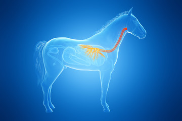 3d rendered medically accurate illustration of a horses bronchi © Sebastian Kaulitzki