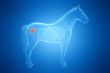 3d rendered medically accurate illustration of a horses urinary bladder