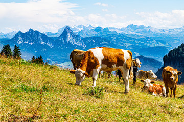 Fototapeta na wymiar Cows grazing on the mountainside. Swiss Alps in the background