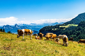 Cows on the meadow. Beautiful Swiss Alps in the background