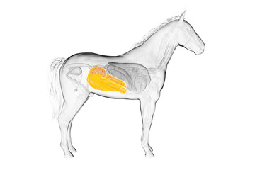 Naklejka na ściany i meble 3d rendered medically accurate illustration of a horses large intestine