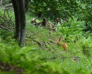 Doe resting in the forest during the day
