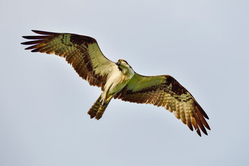 Osprey is searching for a meal at dawn.