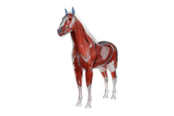 3d rendered medically accurate illustration of a horses muscle anatomy © Sebastian Kaulitzki