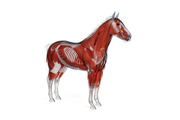3d rendered medically accurate illustration of a horses muscle anatomy © Sebastian Kaulitzki