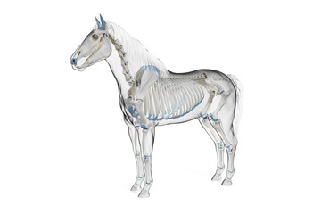 Naklejka na ściany i meble 3d rendered medically accurate illustration of a horses skeleton