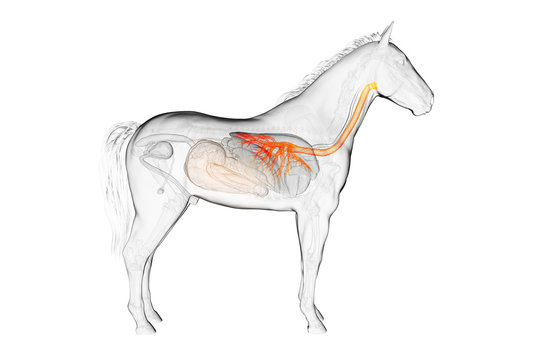 3d rendered medically accurate illustration of a horses bronchi