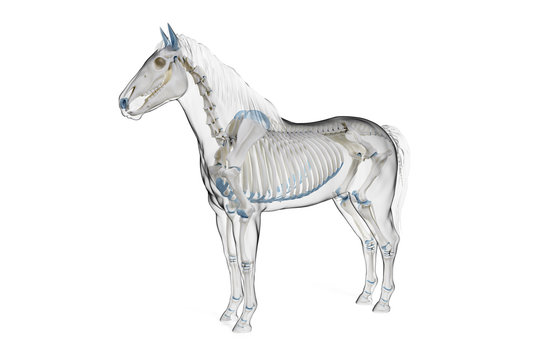 3d rendered medically accurate illustration of a horses skeleton