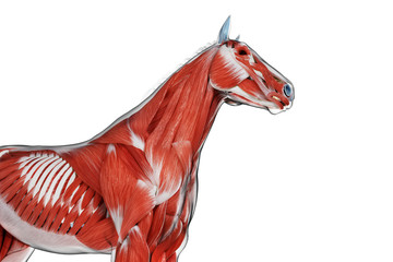 3d rendered medically accurate illustration of a horses muscle anatomy © Sebastian Kaulitzki