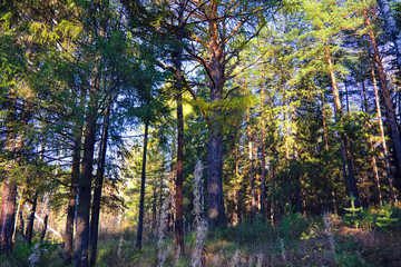 Fototapeta premium Autumn forest landscape. Autumn forest landscape on a sunny day.
