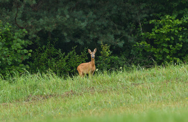 Young doe fawn grazes on a green meadow