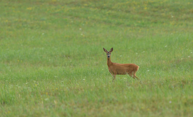 Young doe fawn grazes on a green meadow