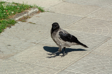 big gray black crow with bread