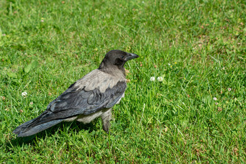 big gray black crow with bread
