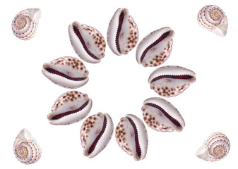 Pattern Sea natural shell, original pattern of marine life.