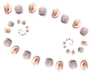 Pattern Sea natural shell, original pattern of marine life.