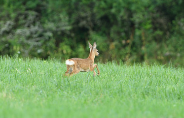 Young doe fawn grazes on a green meadow