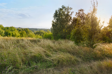 Fototapeta na wymiar Uncut summer meadow. Nature background.