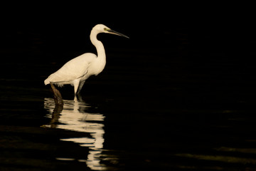 White Egret in the Danube Delta, Romania