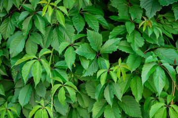 Close up of grape vine. Rustic summer background.