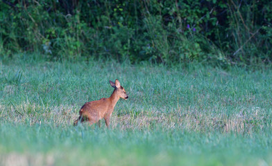 Young doe fawn grazes on a green meadow