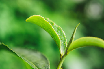 Green tea leaves in a tea plantation in morning. Macro photography.