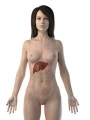 Fototapeta premium 3d rendered medically accurate illustration of a womans liver