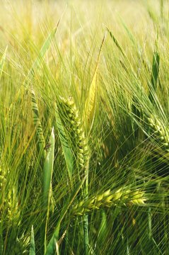 Ears of the green unripe barley photographed by a close up