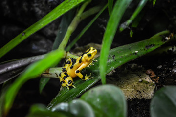 Golden Frog