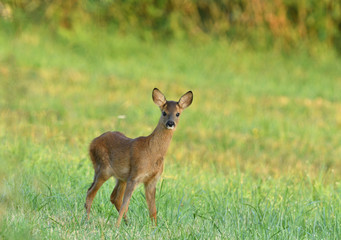 Portrait of fawn on grass near forest edge