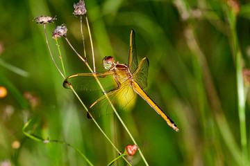 Needham's Skimmer