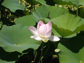Lotus en fleur