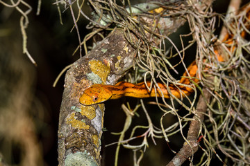 Perched Yellow Rat Snake Jr