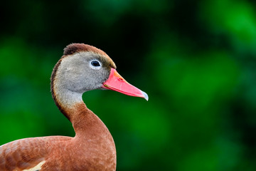 Black-bellied Whistling-duck