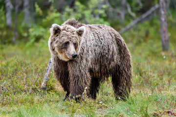 Based on the facial look of this Brown bear, I could summarize it like; "it was a tough day?"