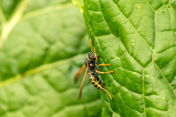 Wasp on the green leaf