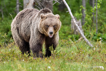 Brown bear looks a bit aggressive but is only communicating to his fellow bears that he's 