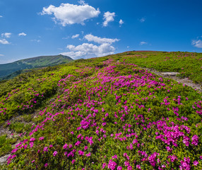 Pink rose rhododendron flowers on summer mountain slope