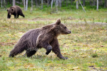 Brown bear yearling yield adult bear at the swamp.