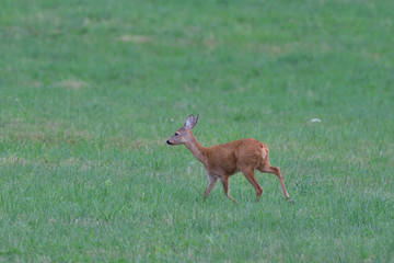 Young doe fawn grazes on a green meadow