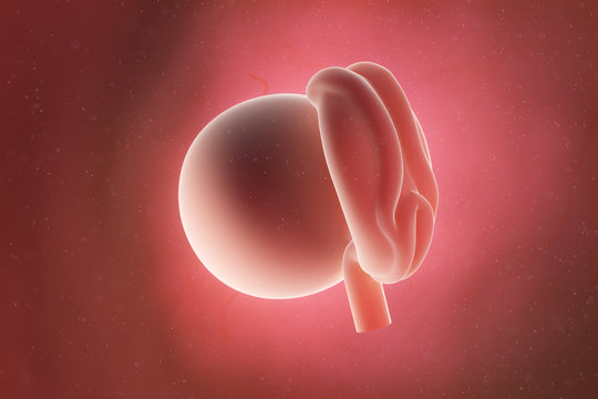 3d rendered medically accurate illustration of a fetus at week 4