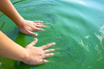 Child hand and blue-green algae. Water pollution by blooming Cyanobacteria is world environmental problem. Ecology concept of polluted nature.