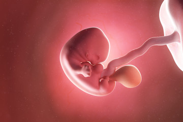 3d rendered medically accurate illustration of a fetus at week 7