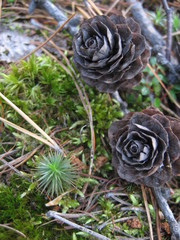 larch cones