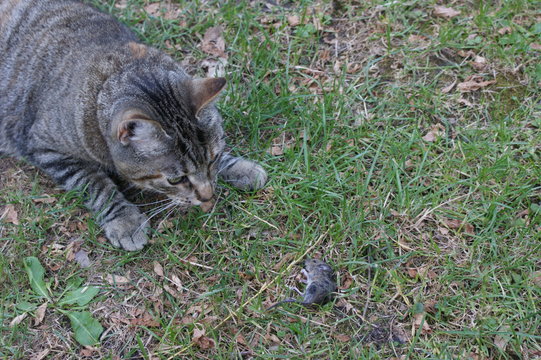Grey tabby cat hunting and killing a little grey mouse in the grass