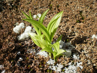new leaves