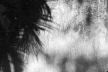 palm leaves shadow on cement wall