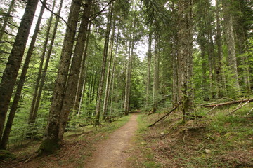 Selva Irati Pais Vasco